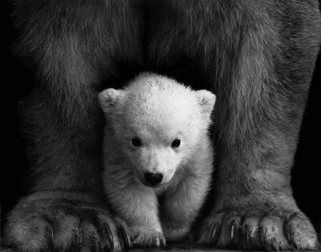 Bear Years to Human Years Calculator