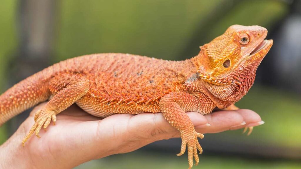 Bearded Dragon Years to Human Years
