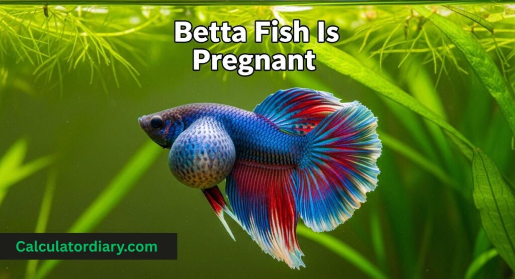 Betta Fish Is Pregnant