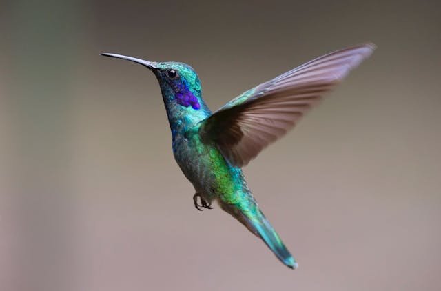 Bird Years to Human Years Calculator
