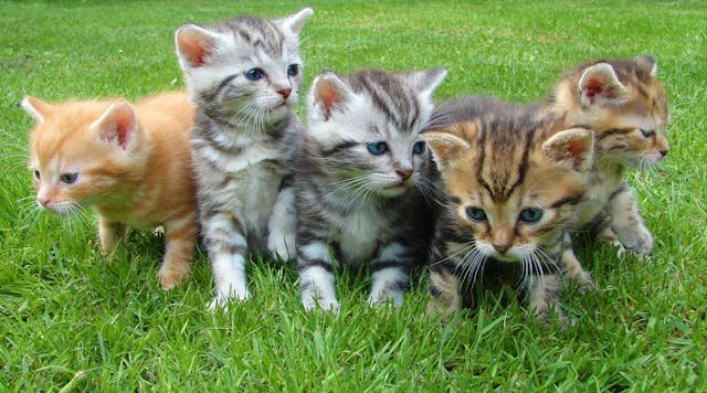 Cat Years to Human Years Calculator
