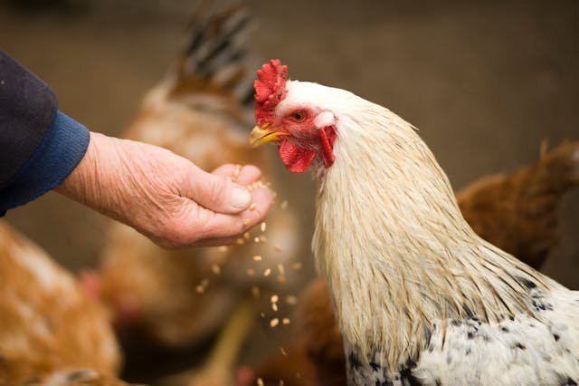 Chicken Years to Human Years Calculator