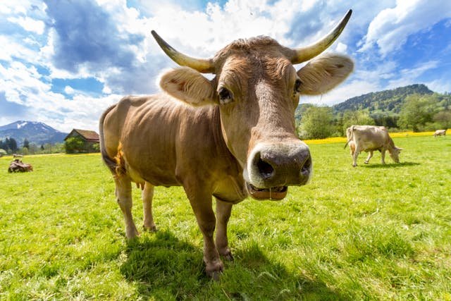 Cow Years to Human Years  calculator
