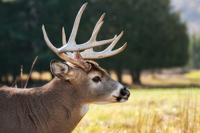 Deer Years to Human Years