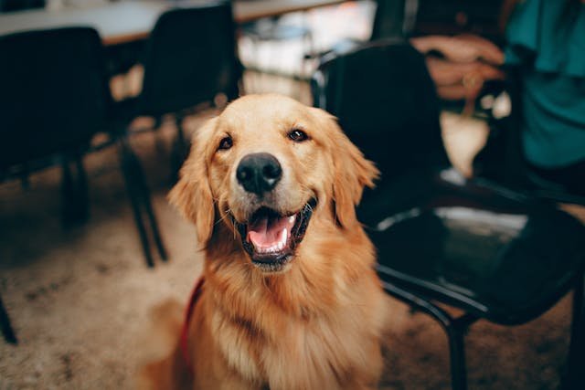 Dog Years to Human Years calculator