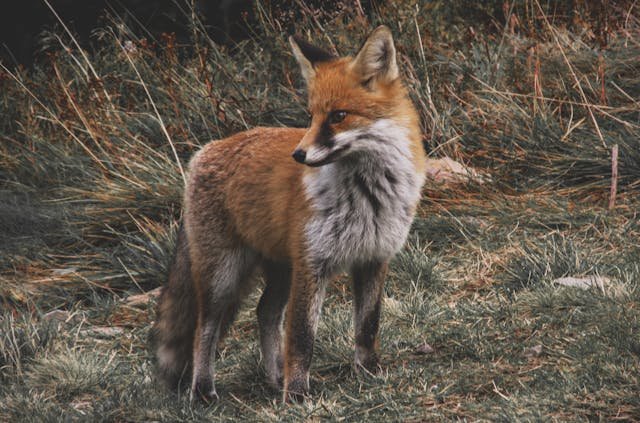 Fox Years to Human Years Calculator