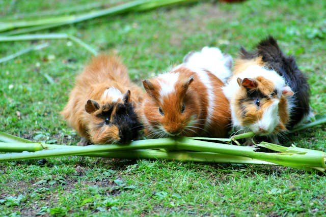 Guinea Pig Years to Human Years Calculator
