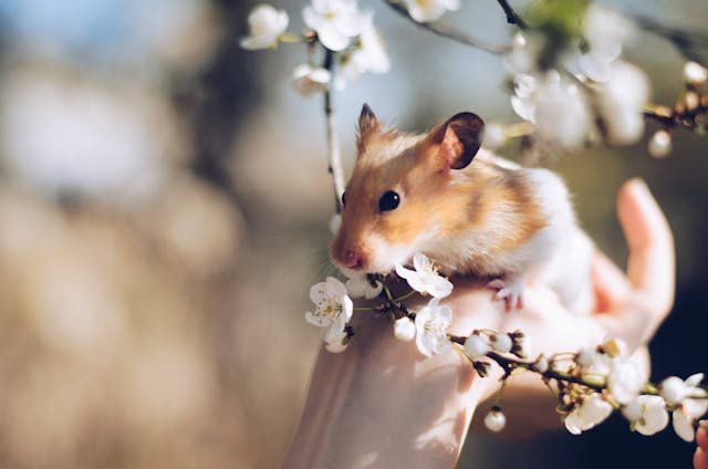 Hamster Years to Human Years Calculator
