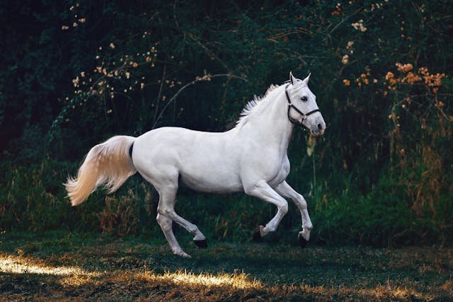 Horse Years to Human Years Calculator