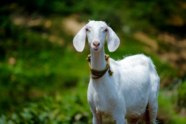 How to Tell if a Goat Is Pregnant