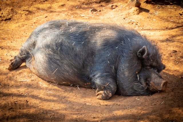 How to Tell if a Pig Is Pregnant