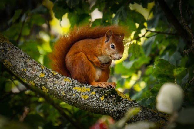 How to Tell if a Squirrel Is Pregnant