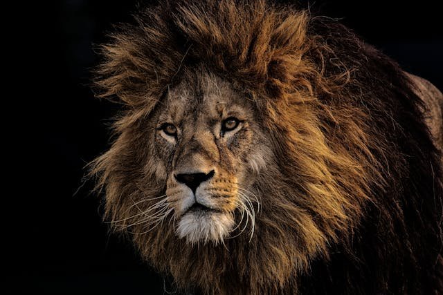 Lion Years to Human Years Calculator