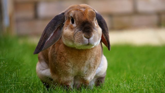 Rabbit Years to Human Years Calculator