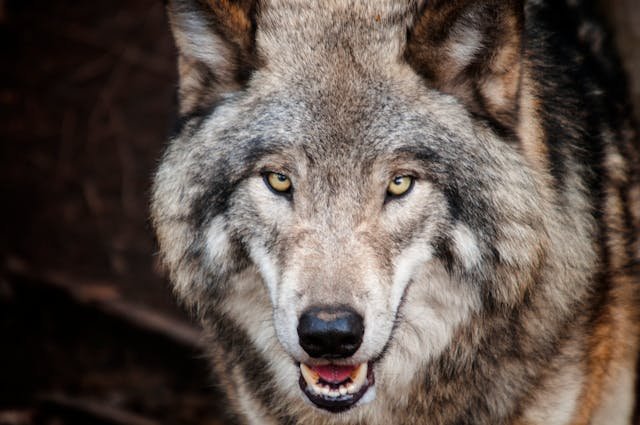Wolf Years to Human Years