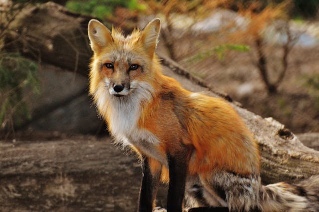 how to convert Fox Years to Human Years